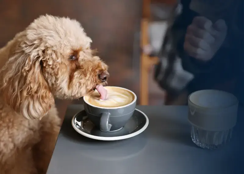 Dog licking a cappuccino indicating a choice of reward options, like coffee!